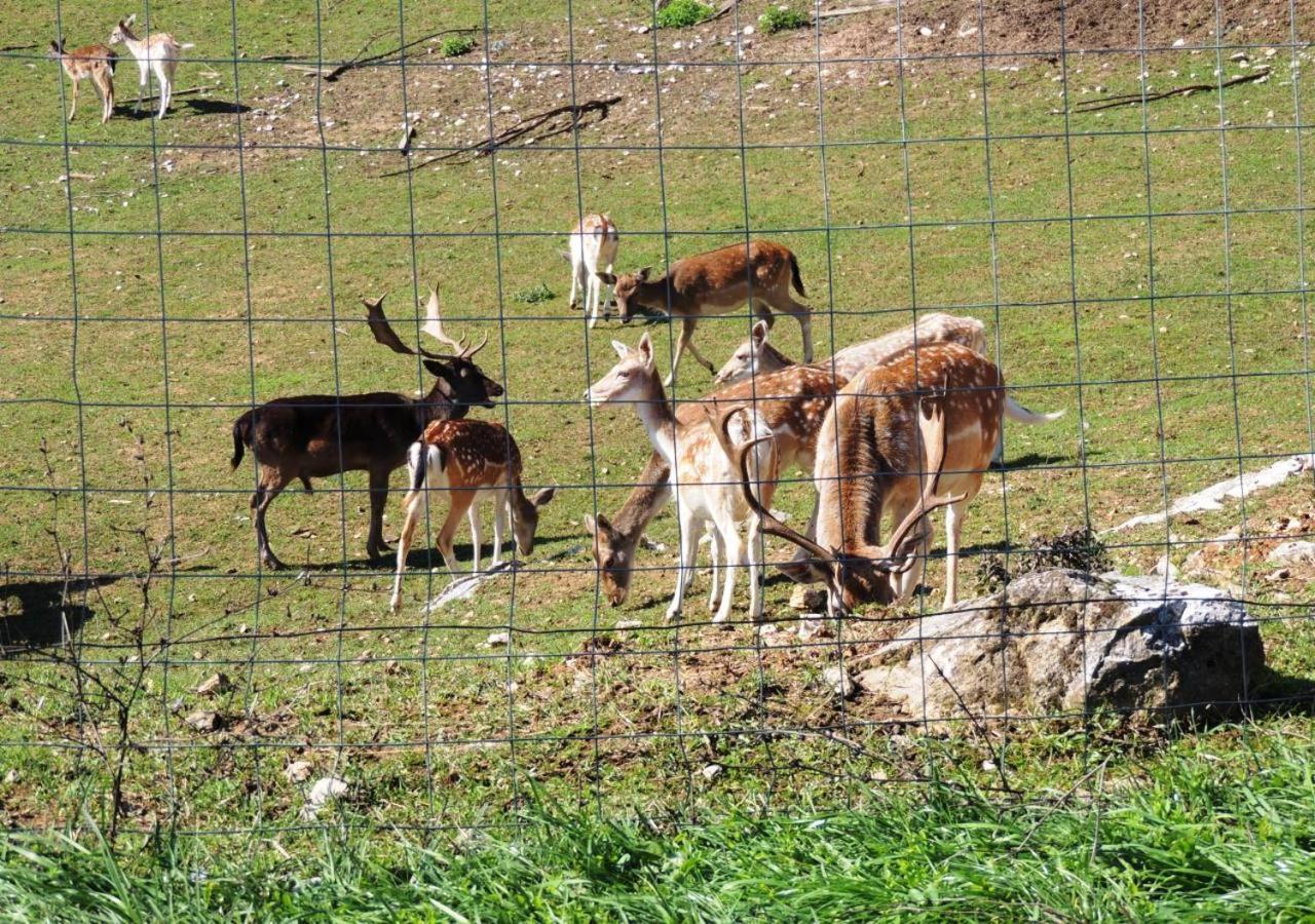Green Eden Gornji Zvecaj ภายนอก รูปภาพ